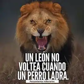 un_leon_no_voltea_cuando_un_perro_ladra