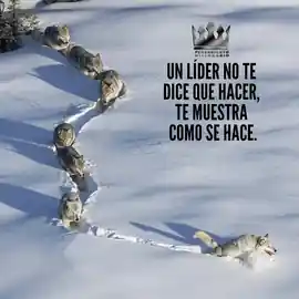 un_lider_no_te_dice_que_hacer_te_muestra_como_se_hace