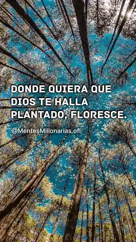 donde_quiera_que_dios_te_halla_plantado_florece