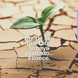 donde_sea_que_dios_te_haya_plantado_florece