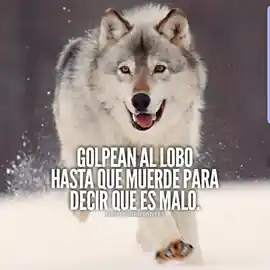 golpean_al_lobo_hasta_que_muerde_para_decir_que_es_malo