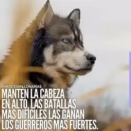 manten_la_cabeza_en_alto_las_batallas_mas_dificiles_las_ganan_los_guerreros_mas_fuertes