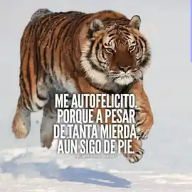 me_autofelicito_porque_a_pesar_de_tanta_mierda_aun_sigo_de_pie