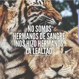 no_somos_hermanos_de_sangre_nos_hizo_hermanos_la_lealtad