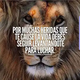 por_muchas_heridas_que_te_cause_la_vida_debes_seguir_levantandote_para_luchar