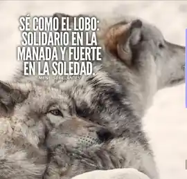 se_como_el_lobo_solidario_en_la_manada_y_fuerte_en_la_soledad
