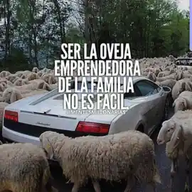 ser_la_oveja_emprendedora_de_la_familia_no_es_facil