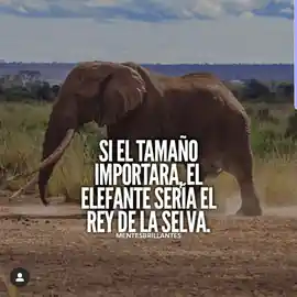 si_el_tamano_importara_el_elefante_seria_el_rey_de_la_selva
