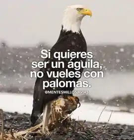 si_quieres_ser_un_aguila_no_vueles_con_palomas