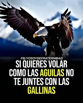 si_quieres_volar_como_las_aguilas_no_te_juntes_con_las_gallinas