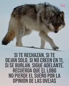 si_te_rechazan_si_te_dejan_solo_si_no_creen_en_ti_si_se_burlan_sigue_adelante_recuerda_que_el_lobo_no_pierde_el_sueno_por_la_opinion_de_las_ovejas