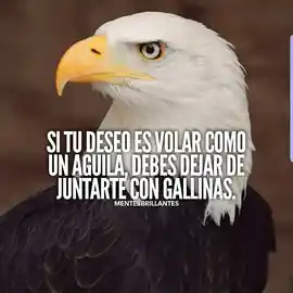 si_tu_deseo_es_volar_como_un_aguila_debes_dejar_de_juntarte_con_gallinas