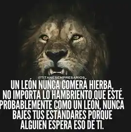 un_leon_nunca_comera_hierba_no_importa_lo_hambriento_que_este_probablemente_como_un_leon_nunca_bajes_tus_estandares_porque_alguien_espera_eso_de_ti