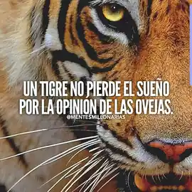 un_tigre_no_pierde_el_sueno_por_la_opinion_de_las_ovejas
